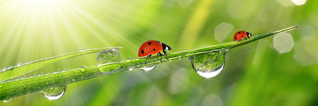 Das Ziel kann nur in einer intakten Umwelt erreicht werden - wir setzten alles daran, eine intakte Umwelt zu hinterlassen